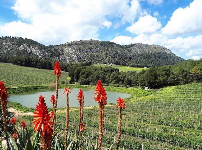 칼라타피미 Agriturismo Tenute Pispisa Segesta 빌라 외부 사진